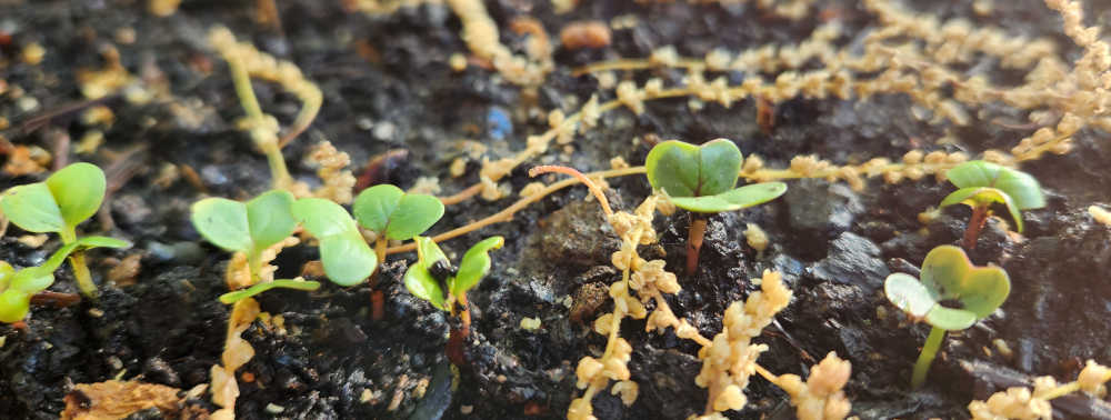 A close view of radish sprouts poking out of the soil.